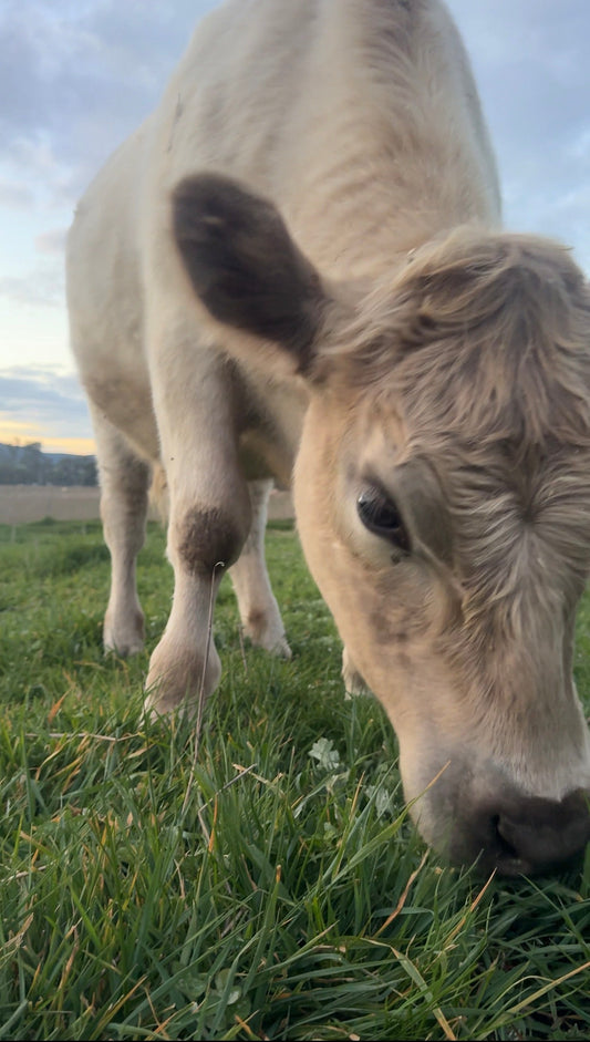 Beef Tallow for Skin: Not All Tallow Is Created Equal